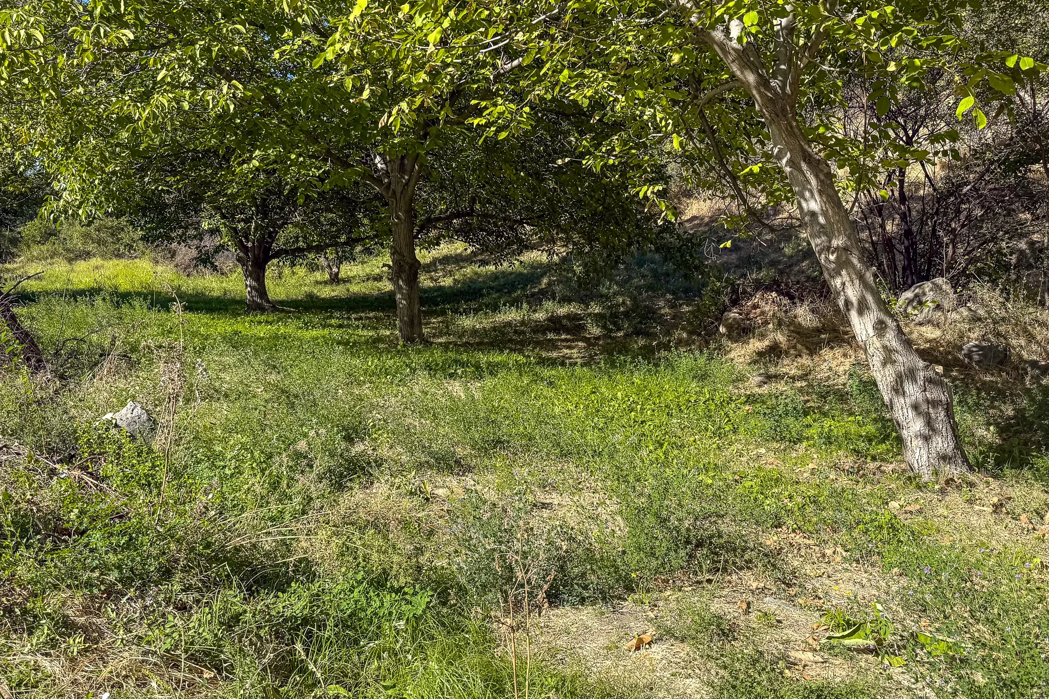 Алихан-Паяси